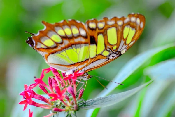 Gros Plan Beau Papillon Assis Sur Fleur — Photo