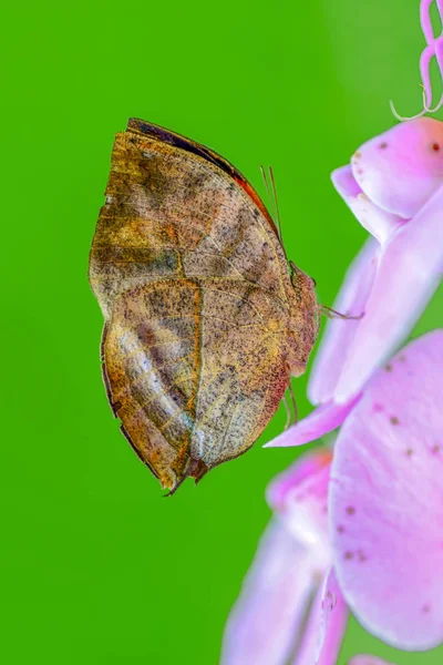 Gros Plan Beau Papillon Assis Sur Fleur — Photo