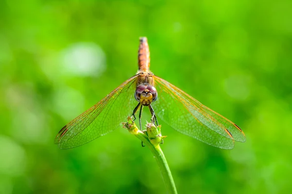 宏观镜头 美丽的自然景致蜻蜓 — 图库照片