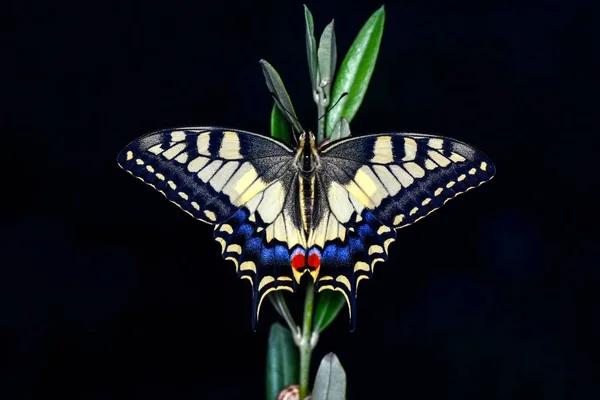 Closeup Beautiful Butterfly Sitting Flower — Stock Photo, Image