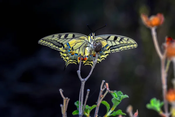 Primer Plano Hermosa Mariposa Sentada Flor — Foto de Stock