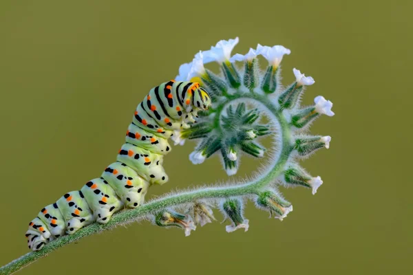 Bellissimo Aterpillar Coda Forcuta Immagine Stock — Foto Stock