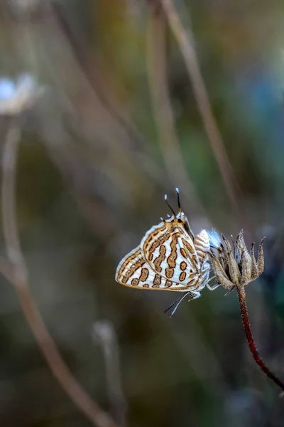 Gros Plan Beau Papillon Assis Sur Fleur — Photo