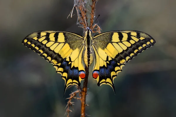 나비가 — 스톡 사진