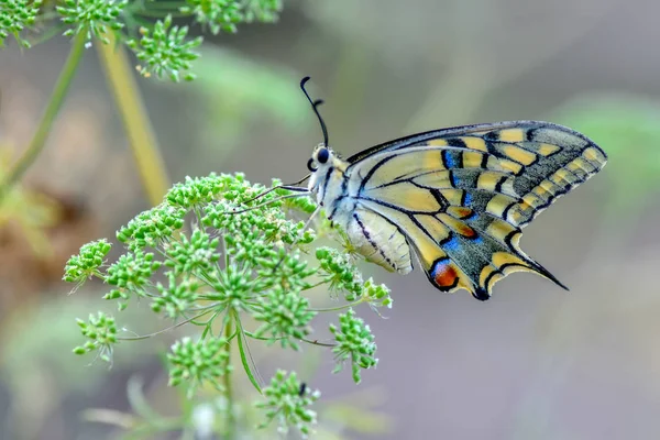 Gros Plan Beau Papillon Assis Sur Fleur — Photo