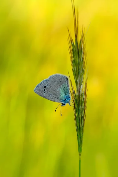 Closeup Krásný Motýl Sedí Květ — Stock fotografie