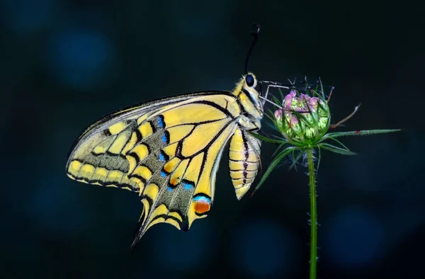 特写镜头美丽的蝴蝶坐在花 — 图库照片