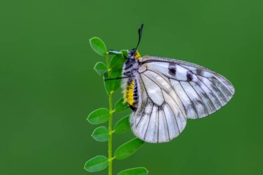Çiçek oturma portre güzel kelebek