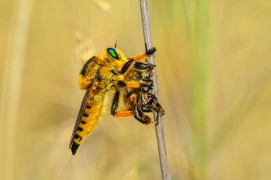 bir soyguncu sinek makro çekim 