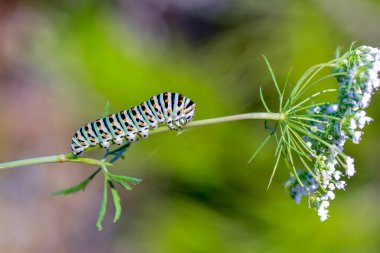 Swallowtail - stok görüntü güzel aterpillar