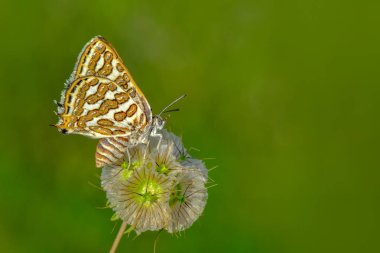 Çiçek oturma portre güzel kelebek