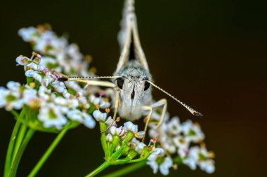 Çiçek oturma portre güzel kelebek