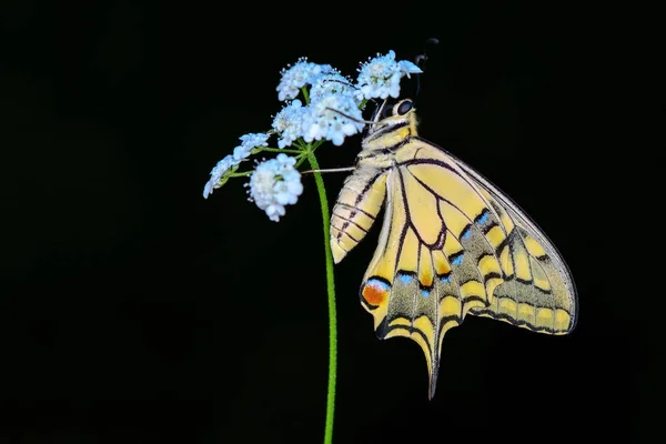 Gros Plan Beau Papillon Assis Sur Fleur — Photo