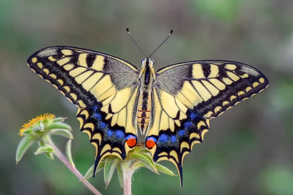 Çiçek oturma portre güzel kelebek