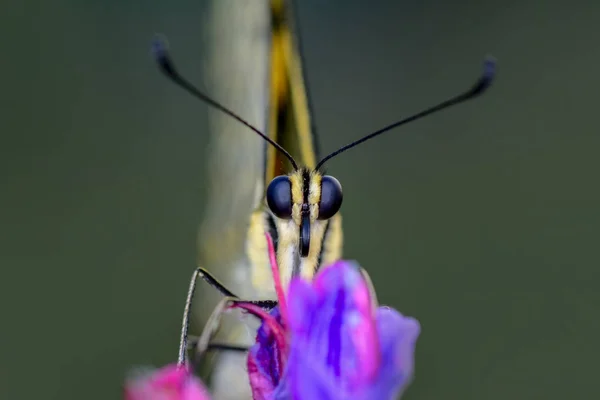 Крупним Планом Красивий Метелик Сидить Квітці — стокове фото