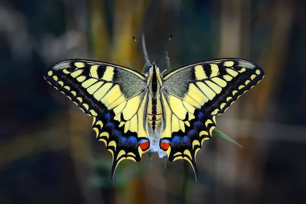 Closeup Beautiful Butterfly Sitting Flower — Stock Photo, Image