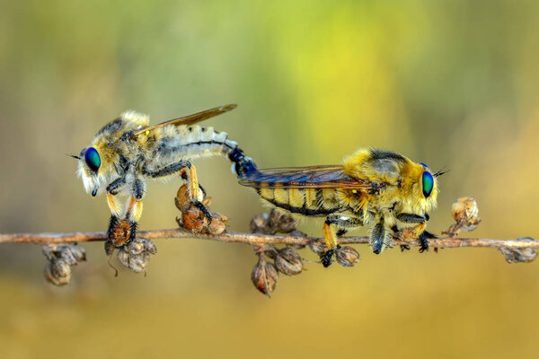 Macro shot of a robber fly 