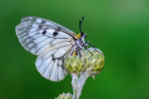 Closeup Krásný Motýl Sedí Květ — Stock fotografie