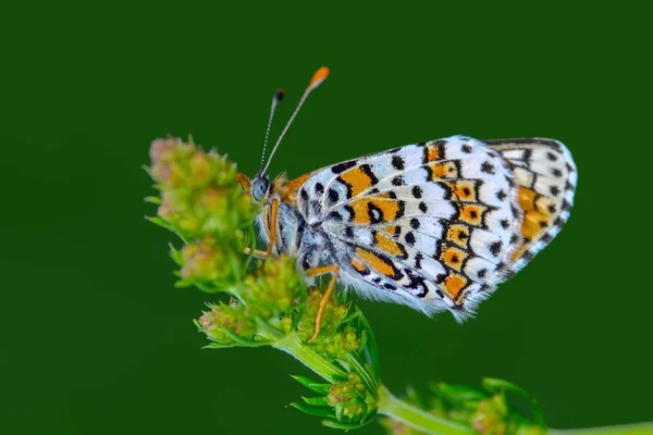 Closeup Krásný Motýl Sedí Květ — Stock fotografie