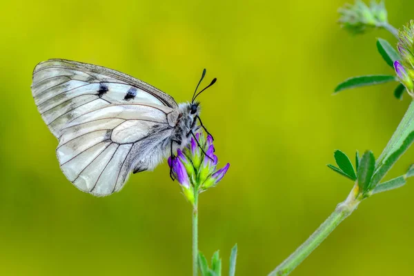 Closeup Prachtige Vlinder Zit Bloem — Stockfoto