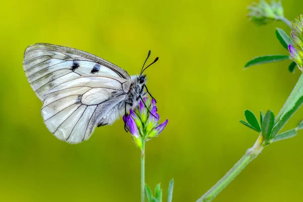 Closeup Bela Borboleta Sentado Flor — Fotografia de Stock