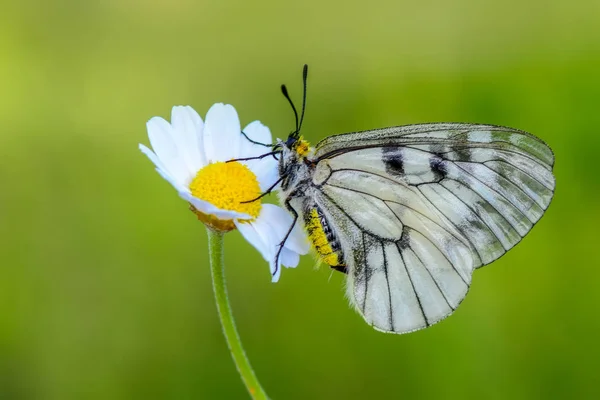 クローズ アップ美しい蝶の花の上に座って — ストック写真