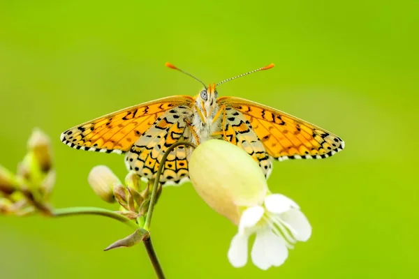 Closeup Prachtige Vlinder Zit Bloem — Stockfoto