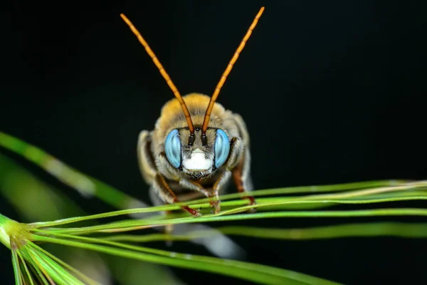 Wunderschönes Bienenmakro Grüner Natur Archivbild — Stockfoto