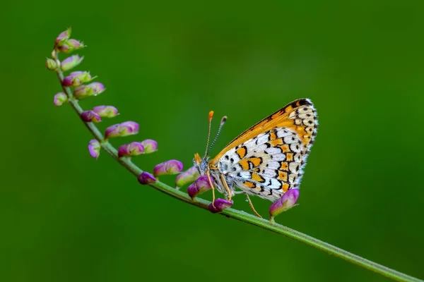 Primer Plano Hermosa Mariposa Sentada Flor —  Fotos de Stock