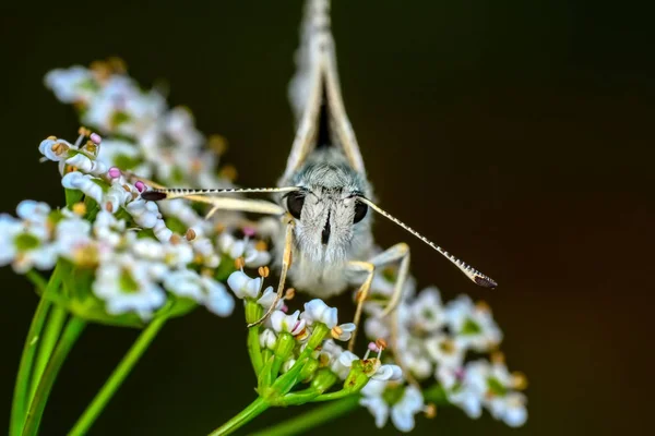 Nahaufnahme Schöner Schmetterling Auf Blume Sitzend — Stockfoto