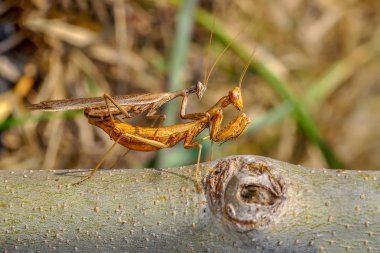 Bir çift güzel Avrupa peygamberdevesi (Mantis religiosa )