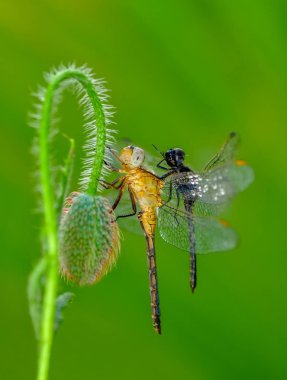 Makro çekimler, Güzel doğa sahnesi yusufçuk sineği. 