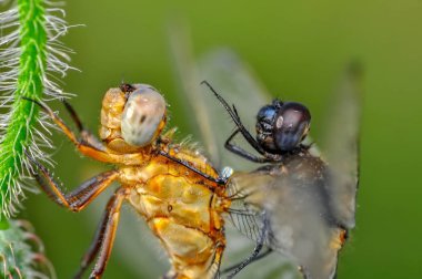 Makro çekimler, Güzel doğa sahnesi yusufçuk sineği. 