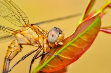 Makro çekimler, Güzel doğa sahnesi yusufçuk sineği. 