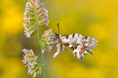 Çiçek oturma portre güzel kelebek