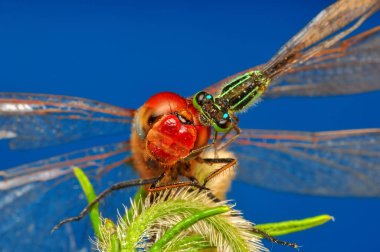 Makro çekimler, Güzel doğa sahnesi yusufçuk sineği. 
