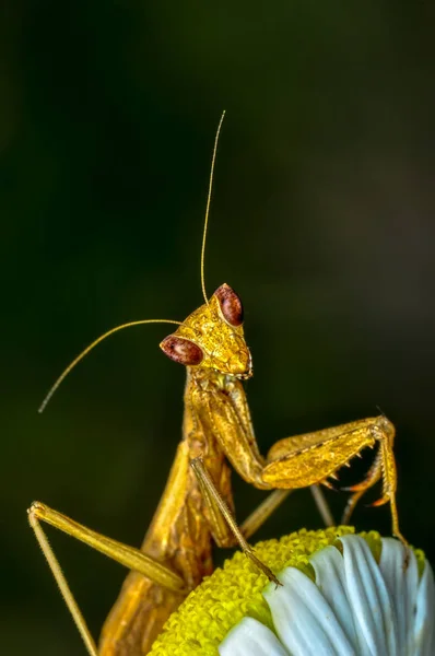 Close Pair Beautiful European Mantis Mantis Religiosa — Stock Photo, Image