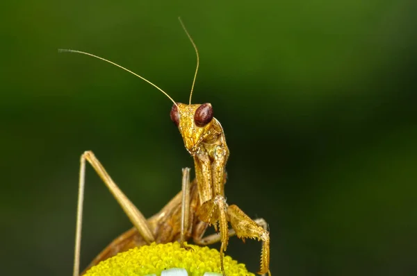 Close Pair Beautiful European Mantis Mantis Religiosa — Stock Photo, Image