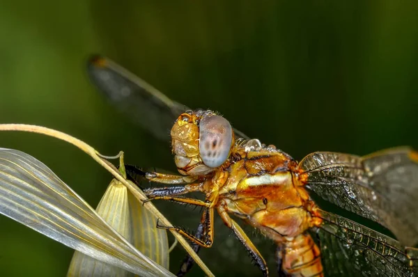 Mostrando Ojos Libélula Alas Detalle Hermosa Libélula Hábitat Natural —  Fotos de Stock