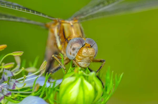 Showing Eyes Dragonfly Wings Detail Beautiful Dragonfly Nature Habitat — Stock Photo, Image
