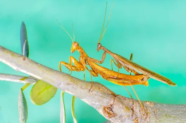 美しいヨーロッパのカマキリのペアを閉じる Mantis宗教 — ストック写真