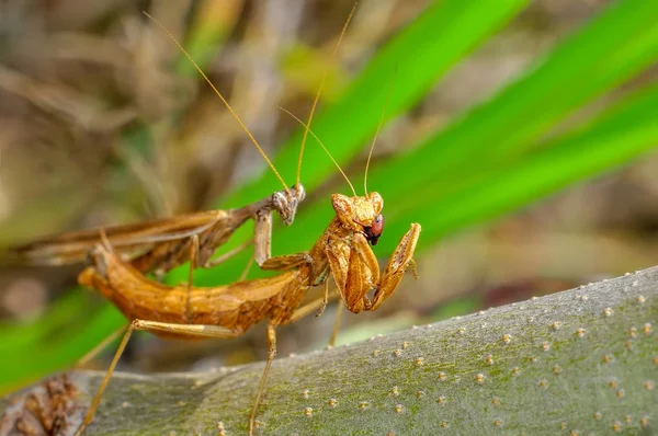 Close up of pair of Beautiful European mantis ( Mantis religiosa )