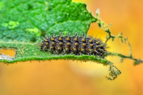 Hermoso Aterpillar Cola Golondrina Stock Image — Foto de Stock
