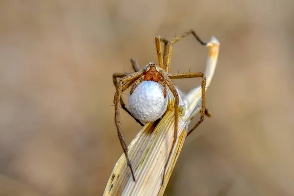 Piękny Pająk Spider Web Stock Obrazu Bliska Jumping Pająk Obrazów — Zdjęcie stockowe