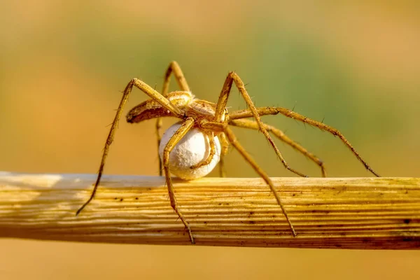 Bela Aranha Uma Teia Aranha Imagem Stock Close Jumping Spider — Fotografia de Stock