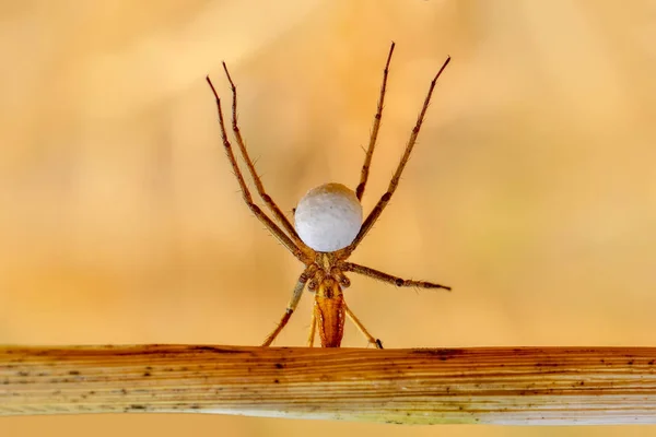 Vackra Spindel Spider Web Stock Bild Närbild Hoppande Spindel Stock — Stockfoto