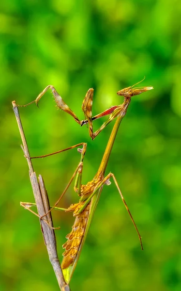 Großaufnahme Von Zwei Schönen Gottesanbeterinnen Mantis Religiosa — Stockfoto