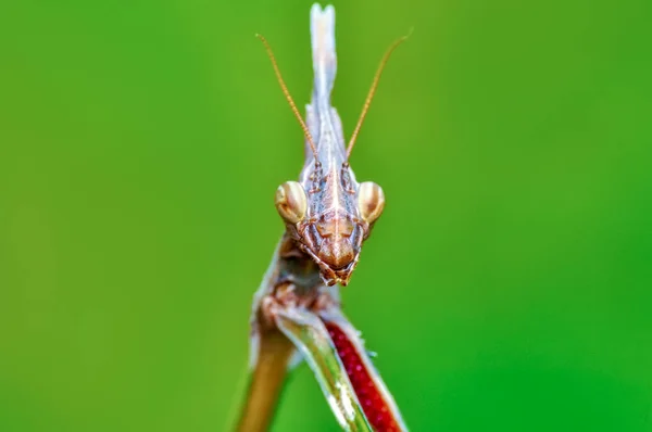 Κοντινό Πλάνο Του Ζεύγους Beautiful European Mantis Mantis Religiosa — Φωτογραφία Αρχείου