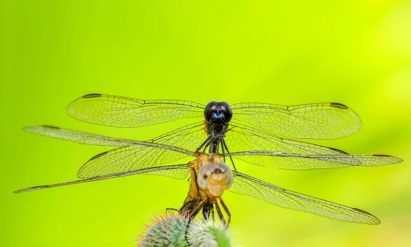 Makro Çekimler Güzel Doğa Sahnesi Yusufçuk Sineği — Stok fotoğraf