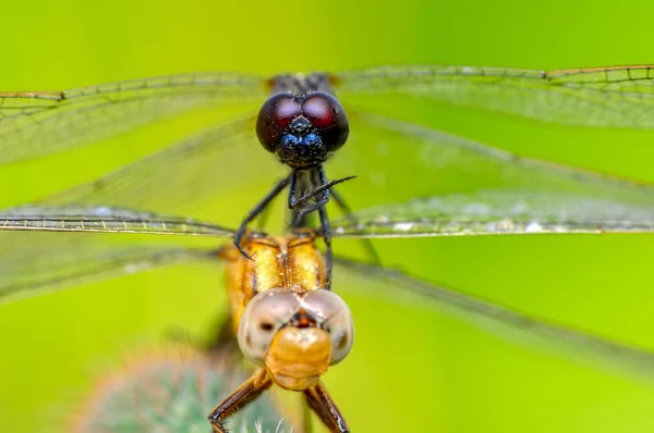 Macro Fotografii Frumos Natura Scena Dragonfly — Fotografie, imagine de stoc